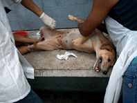 Esterilización de hembras