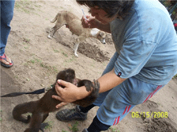 Equipo médico veterinario especializado